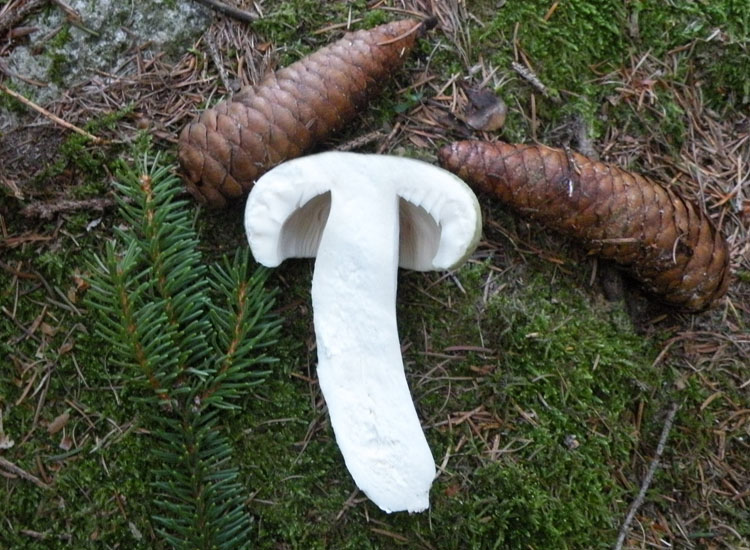 Dal Trentino: Tricholoma pardinum ?